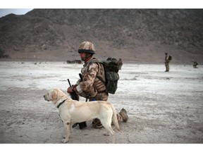 This file photo shows a British soldier with an explosive search dog in Afghanistan. The Canadian military is looking for vests and camera systems for its pooches.