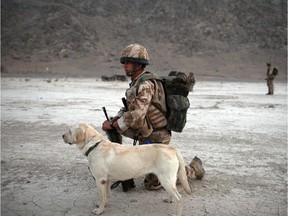 This file photo shows a British soldier with an bomb-sniffing dog in Afghanistan. A Kuwait security firm is under fire for killing 24 of its German Shepherd bomb sniffing dogs after it lost a security contract.