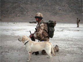 This file photo shows a British soldier with an explosive search dog in Afghanistan. The Canadian military is looking for vests and camera systems for its pooches.