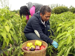 Client Bernadette Ifill, along with her 13-year-old daughter, Faith, pick peppers on the farm. The Parkdale Food Centre – recently in the news because of its stand against unhealthy food – took a busload of about 20 clients Wednesday to Rideau Pines Farm in North Gower to harvest fresh vegetables.