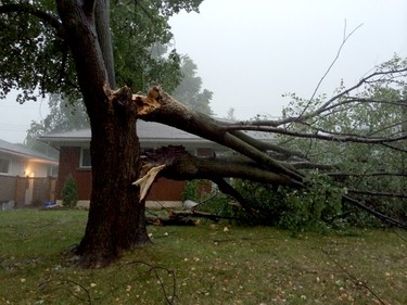 A late afternoon thunderstorm which passed through the city on Friday, September 5, 2014, caused this Connaught Ave. tree to split.