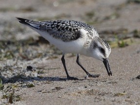 This Sanderling was photographed at Constance Bay. Despite the lack of adequate feeding habitat the Sanderling can find food along sandy shorelines.