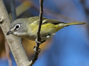 The Blue-headed Vireo – formerly Solitary Vireo, if you have an old field guide – is the last of the vireos to migrate south through the region. Watch for their distinctive white spectacles.