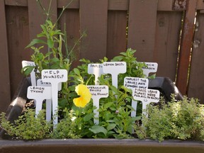 Some of the herbs for available for neighbours to enjoy from the community garden on Cartier Street.