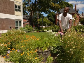 Patrick Miller works in the community garden on Cartier Street in Centretown.  Flowers and herbs are lovingly tended for all to enjoy at the community garden on Cartier Street in Centretown.