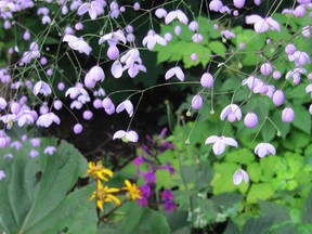 Delicate but reliable Meadow-rue perennials don’t need much from us: a spot where they won't dry out, and some fertile soil.