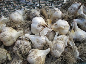 Now's the time to plant garlic, says gardening columnist Mark Cullen.