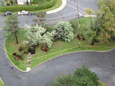 Trees pushed over by the storm, taken from Lesley Malcolm's balcony at Richmond and Pinecrest roads following the Friday, September 5, 2014 thunderstorm.