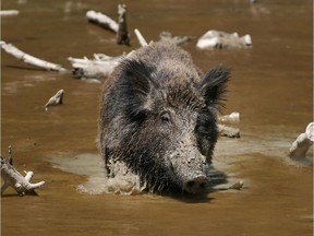 Never native to North America, Wild Boars were brought in from Europe and Asia for their savoury meat and soon pushed through or dug under their game-ranch fences. Now millions are on the loose in Texas and other southern states and well as Canada's Prairies. Manitoba, waging a "boar war," permits open hunting throughout the year.