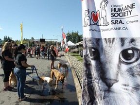 Owners and their dogs take part in the Wiggle Waggle Walkathon to raise money for the Humane Society in  Ottawa on Sept. 7, 2014.