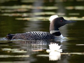 Loons are now found on lakes across Canada in summer, including southern areas of Ontario and Quebec. By 2050, the study projects their southern range in summer will be north of Lake Superior.