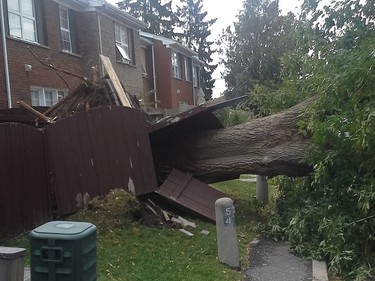 The thunderstorm that passed through the Ottawa area late Friday afternoon, September 5, 2014, toppled this treet at Baseline and Greenbank roads. Manotick Tree Removal came by and chainsawed it after it was down and wood chippered it.