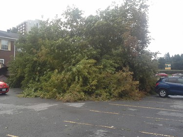 The thunderstorm that passed through the Ottawa area late Friday afternoon, September 5, 2014, toppled this treet at Baseline and Greenbank roads. Manotick Tree Removal came by and chainsawed it after it was down and wood chippered it.
