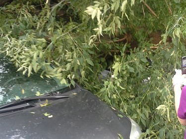 The thunderstorm that passed through the Ottawa area late Friday afternoon, September 5, 2014, toppled this treet at Baseline and Greenbank roads. Manotick Tree Removal came by and chainsawed it after it was down and wood chippered it.