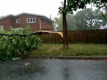 A late afternoon thunderstorm which passed through the city on Friday, September 5, 2014, caused this Queensway Terrace North tree to split.