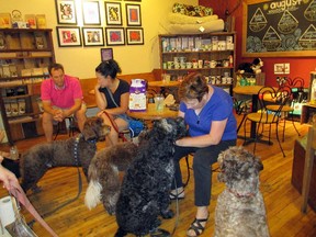 WagShop: Portuguese Water Dogs and their owners gather for a pooch party at Wag Pet Shop and Doggin' It Cafe.