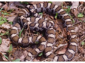 The Eastern Milksnake is often mistaken for a rattlesnake. This small snake lives in various habitats, including rocky outcrops throughout the park. The milksnake is one of many endangered species found in Gatineau Park.