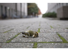 A dead Golden-crowned Kinglet lies on the ground between the National Gallery of Canada and its Curatorial Wing. The two building are connected by an glass-enclosed three-storey walkway that has numerous trees on either side. Many birds die by flying into the glass passageway.