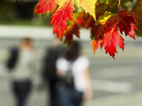 A morning sun ignites the brilliant colour of a tree along Queen Elizabeth Drive near Pretoria Bridge in Ottawa Saturday, October 11, 2014.