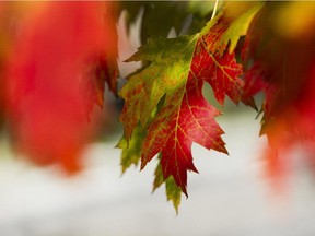 A morning sun ignites the brilliant colour of a tree