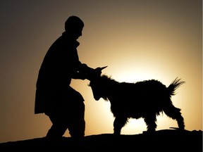 An Afghan man leads a goat ahead of the sacrificial Eid al-Adha festival at the animal market during sunset on the outskirts of Herat on October 2, 2014. Muslims across the world are preparing to celebrate the annual festival of Eid al-Adha, or the Festival of Sacrifice, which marks the end of the Hajj pilgrimage to Mecca and commemorates Prophet Abraham's readiness to sacrifice his son to show obedience to God.
