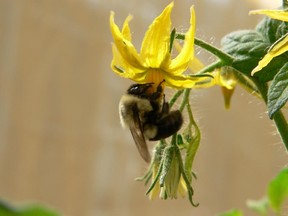Bumblebee pollinates tomato flower.  (No visible fungus in this one.)