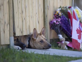 Dogs peek out from under a gate at the Cirillo family home in Hamilton, Ontario near flowers and flags that have been left on Thursday, Oct. 23, 2014. Cpl. Nathan Cirillo, 24, a reservist with Argyll and Sutherland Highlanders of Canada, based in Hamilton, was shot dead in Ottawa Wednesday during an attack by an armed gunman at Parliament Hill.
