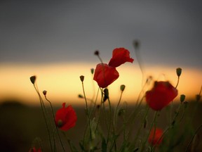 We remember the Canadians who fought in Flanders fields and other battles this week.