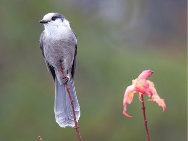 The Gray Jay reaches the southern edge of its breeding range at Algonquin Park and is a permanent resident. It is also know as the Canada Jay and Whisky Jack.