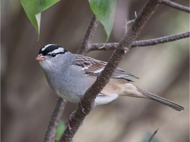 During fall migration the White-crowned Sparrow frequents feeders throughout our region.