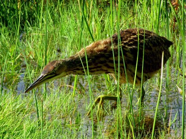 Though secretive, the American Bittern can sometimes be observed as it hunts for food in meadows. The bittern eats a wide variety of prey including frogs, snakes, fish, small rodents and aquatic insects.