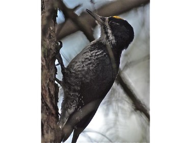 The male Black-backed Woodpecker is easy to recognize by its yellow cap, solid black back and dense barring on flanks.