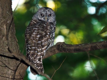 The Barred Owl is an uncommon permanent resident in the Ottawa-Gatineau district. Occasionally during low rodent winters, individuals move south of their normal range in search of food.