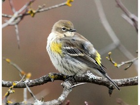 This Yellow-rumped Warbler was photographed in Wakefield.
The Yellow-rumped Warbler can still be found at various locations in the Ottawa-Gatineau district. Some birds will linger into November or early December.