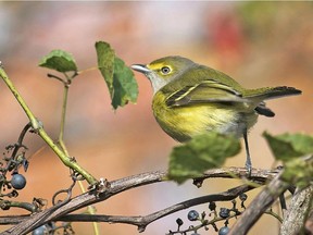 The highlight of the week was an adult White-eyed Vireo at Britannia Conservation Area. This very rare visitor caused lots of excitement in the birding community.