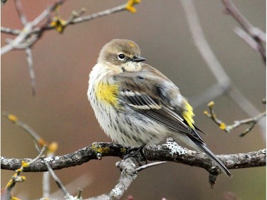 The Yellow-rumped Warbler can still be found at various locations in the Ottawa-Gatineau district. Some birds will linger into November or early December.