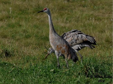 A good location to watch for Sandhill Cranes is along Milton Road east of Ottawa. Also check open fields and farm land for these migrants.