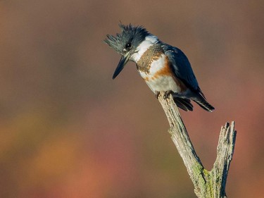 A few lingering Belted Kingfishers have been sighted during the past week.