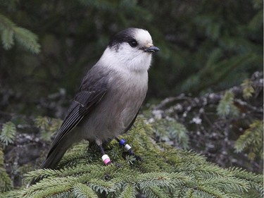Most Gray Jays along the highway 60 corridor are colour banded and part of an ongoing study by Dan Strickland of the life history of this species.