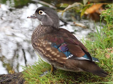 The female Wood Duck can be identified by its distinctive white eye patch.