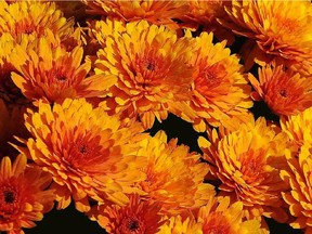 A photo of autumnal mum flowers by reader Calvin D. Hanson.