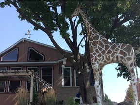 Outside the Kemptville home of Gisele Winter and Pierre Menard, two life-size giraffe sculptures are the piece de resistance in a home and garden that has been developing over the last three years.