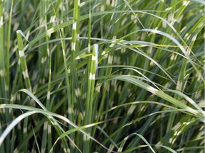 Learn about ornamental grasses this week.