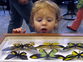 Gwen Hebert, 2, looks at a butterfly display at the NRCan Science FunFest open house event in Ottawa on Sunday, October 19, 2014.
