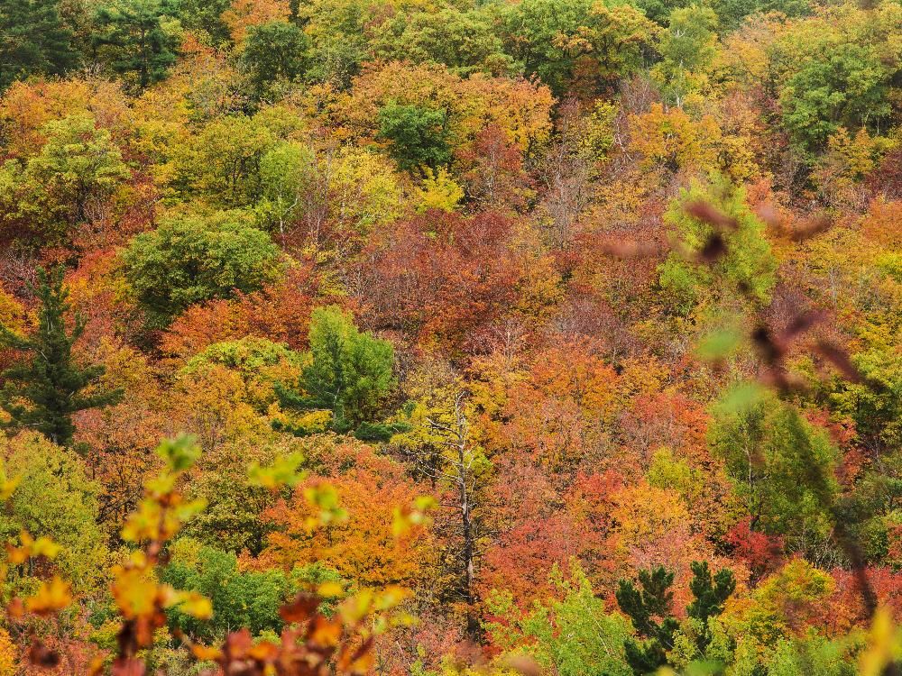 Photos: Fall Colours | Ottawa Citizen