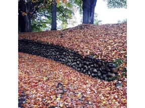 Maple leaves fall over a stone wall on Park Street in Dalton, Mass., Wednesday Oct. 1, 2014.