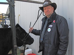 Osgoode ward candidate Mark Scharfe holds a steer at the Metcalfe fair.