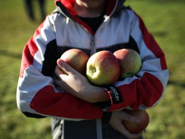 A boy holds apples in his arms at the Mountain Apple Orchards in Mountain, Ontario on Sunday, October 12, 2014.