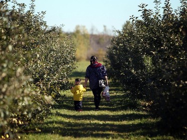 Joe Hong eats an apple as he walks alongside mother Chau Hong at the Mountain Apple Orchards in Mountain, Ontario on Sunday, October 12, 2014.