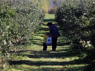 Joe Hong peers in the bag for  an apple as he walks alongside mother Chau Hong at the Mountain Apple Orchards in Mountain, Ontario on Sunday, October 12, 2014.